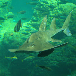 Bowmouth Guitarfish