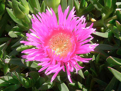 Kazayağı Bitkisi (Carpobrotus acinaciformis) 3