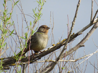 Sacramento National Wildlife Refuge