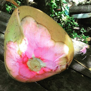 kelapa wulung batu ginjal Jual bibit kelapa ijo asli untuk obat batu ginjal. Dokter mamberi saran untuk kesehatan anda