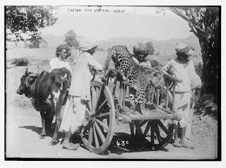 Avlanmak için kullanılan Hint leoparı, muhtemelen 20. yüzyılın başlarında