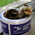 Giveaway Time!! - Free Box Of Day Old Chicks