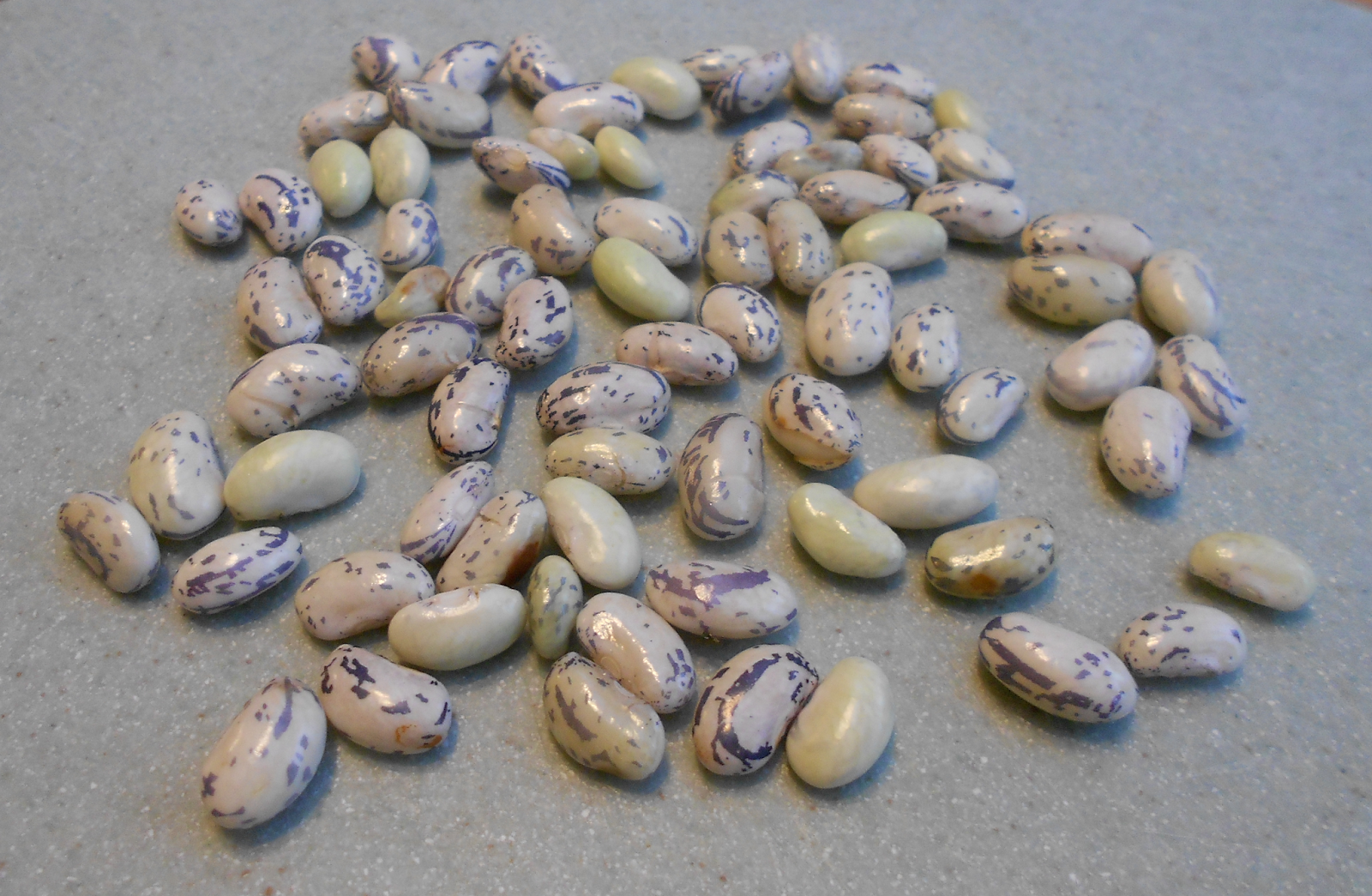 From Seed to Scrumptious: Rattlesnake Beans