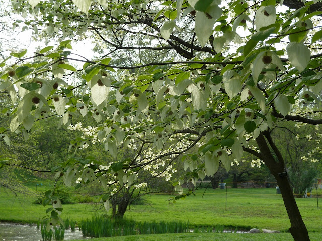 Dove Tree blooms at Brooklyn Botanic