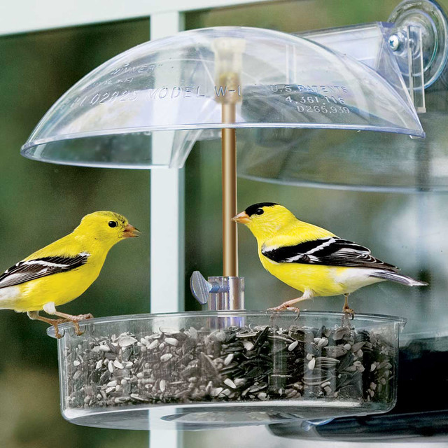 Bird In Everything Bird Feeder Types