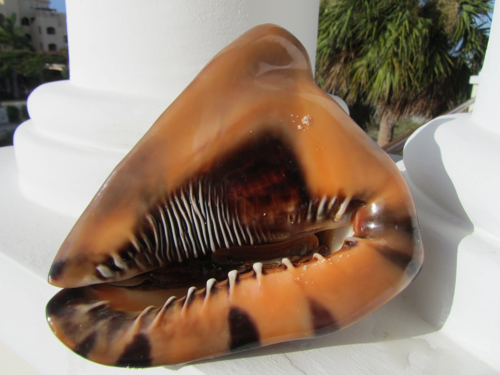 What is this thing I found diving in Jamaica 12 years ago? : r ...