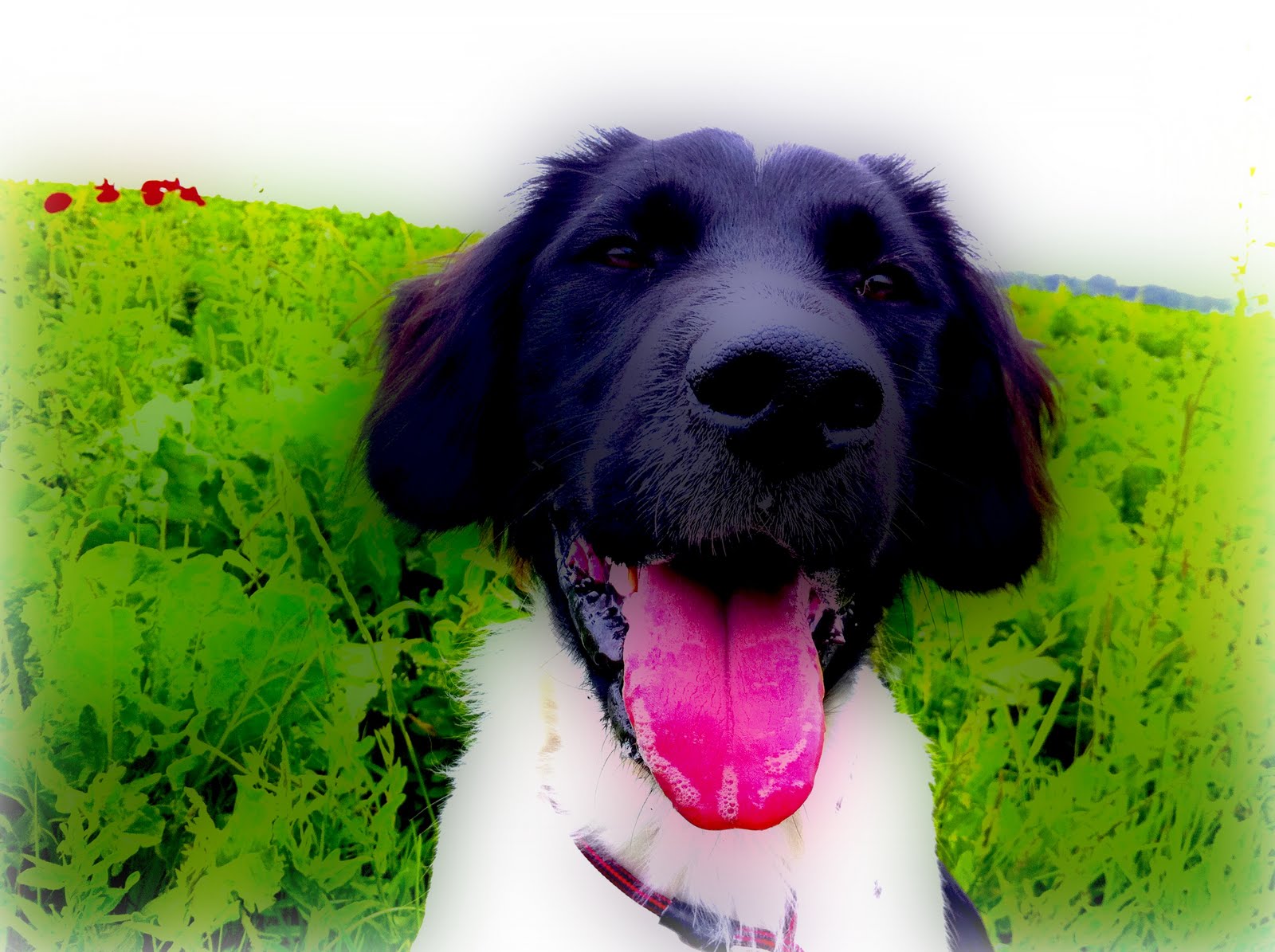 Die Krawallmaus® Tagebücher Über Zombies, die Church heißen.