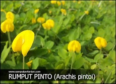 Rumput Pinto (Arachis pintoi), Pengendali Gulma yang Indah