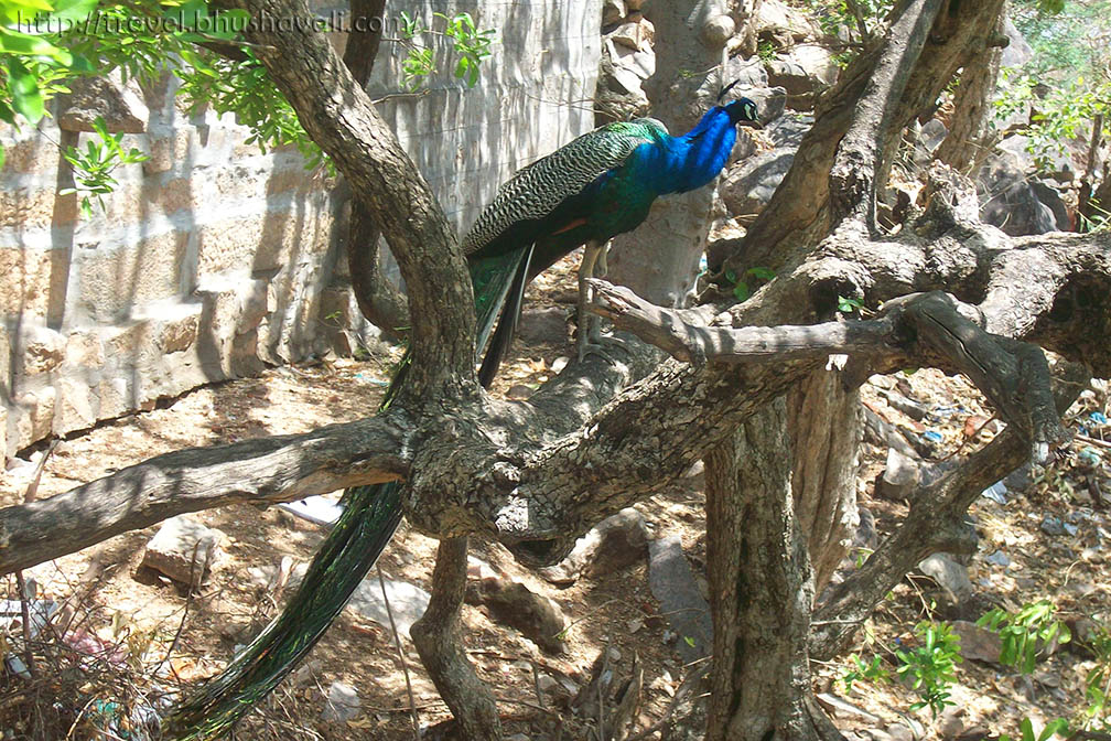 Peacock Sanctuary at Viralimalai Murugan Temple (Pudukkottai - Tamil Nadu)  | My Travelogue - Indian Travel Blogger, Heritage enthusiast & UNESCO  hunter!