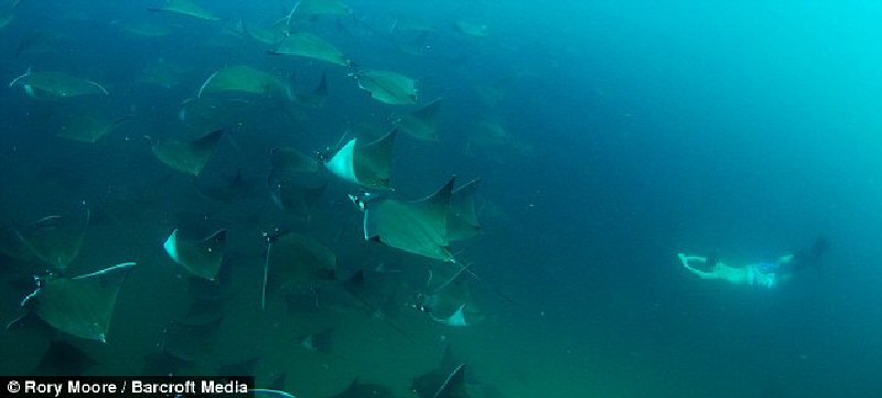 mdolla: Migrating golden rays