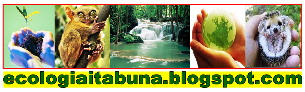 www.ecologiaitabuna.blogspot.com