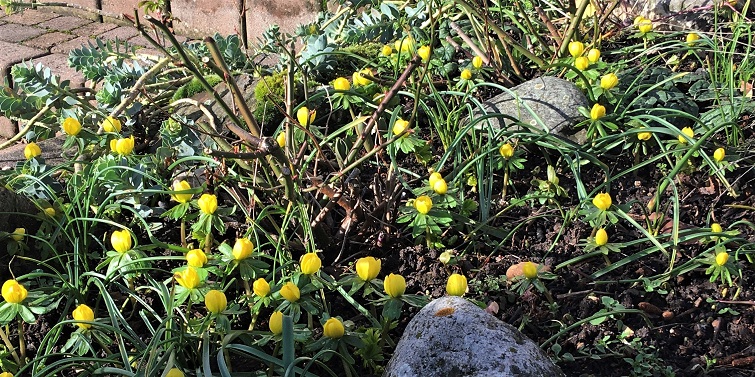 Blüten im Frühling Winterlinge Eranthis Hyemalis