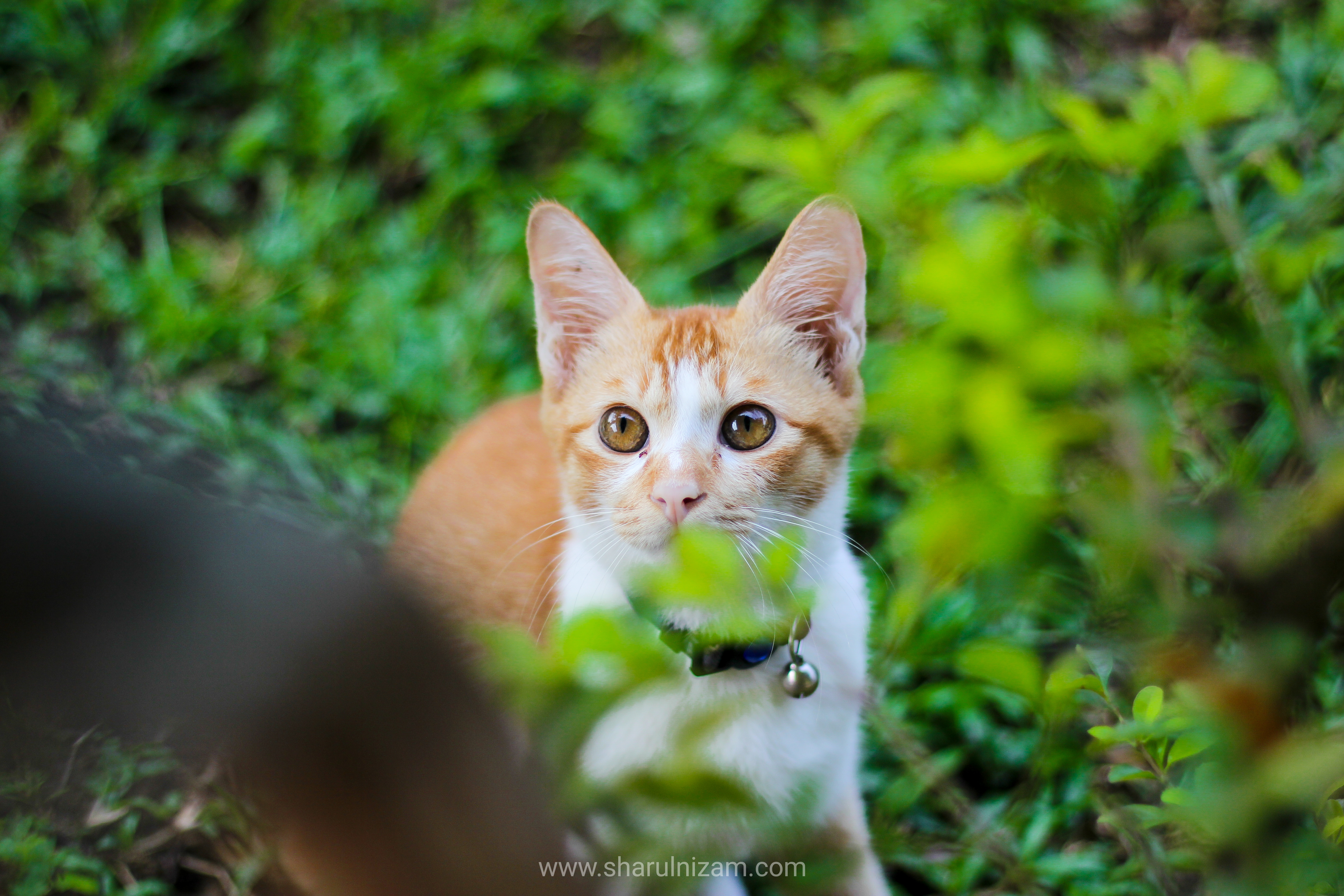 Mimpi Dikejar Kucing Oren Arti mimpi selanjutnya ialah mimpi dikejar