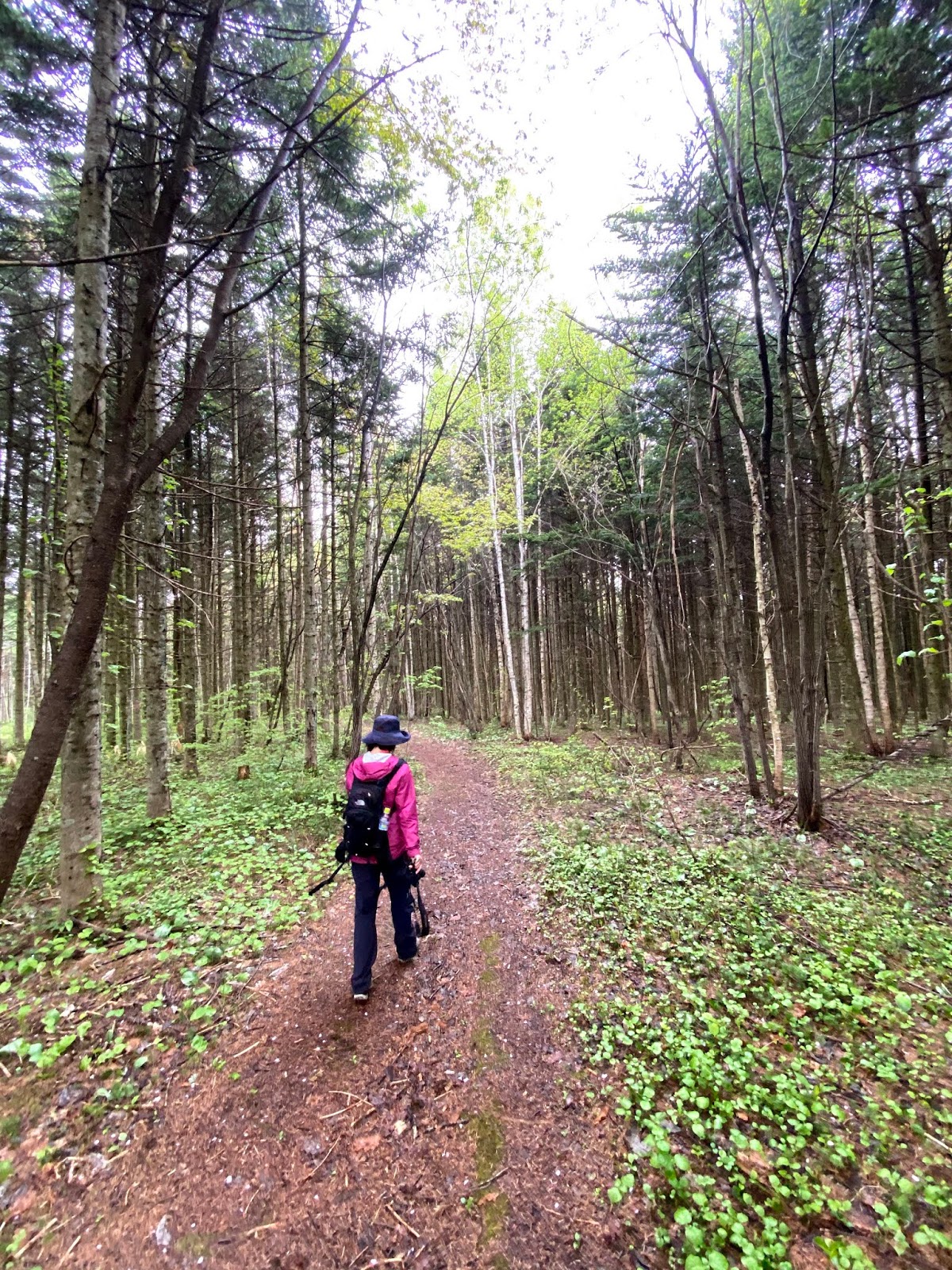 山のまこちゃん登山ブログ 突哨山 とっしょうざん 北海道夏山登山ガイド