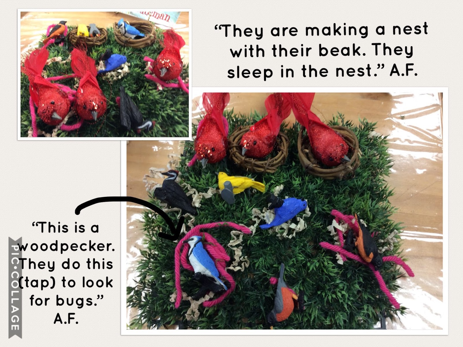 Our Bird Inquiry Mrs. Albanese's Kindergarten Class