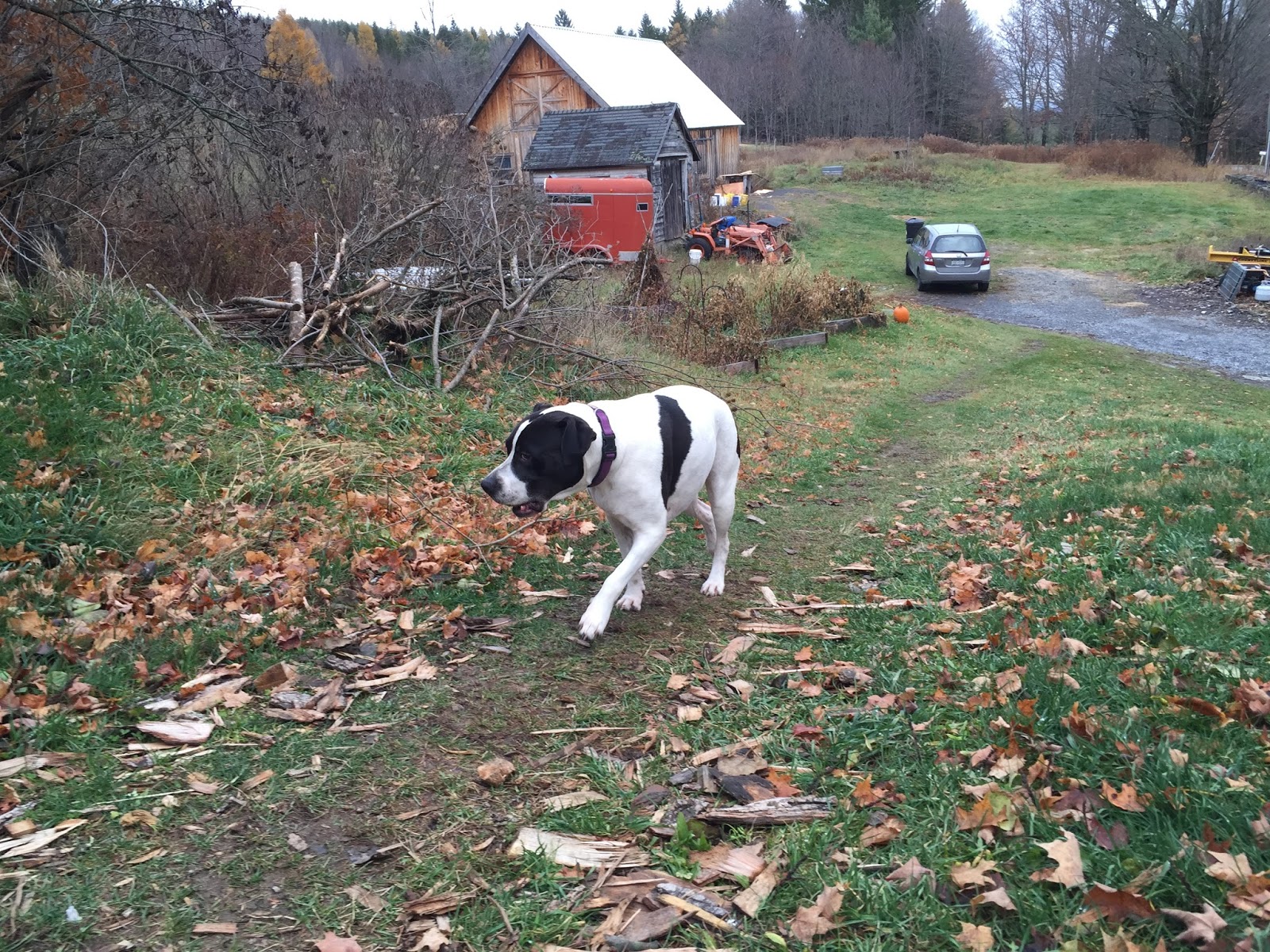 Cotton Hill Creamery