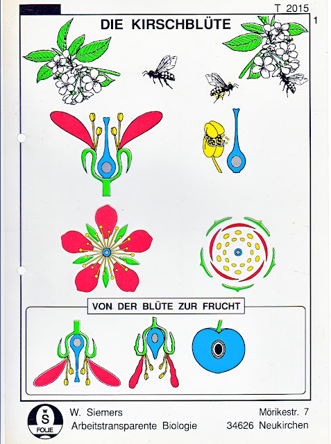 Von Der Blüte Zur Frucht Arbeitsblatt Lösungen Von der Blüte zur Frucht