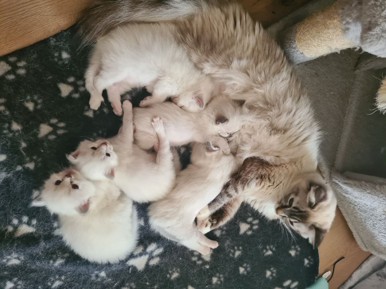 The Kuwait Cats and kittens Adoption and sales email us at