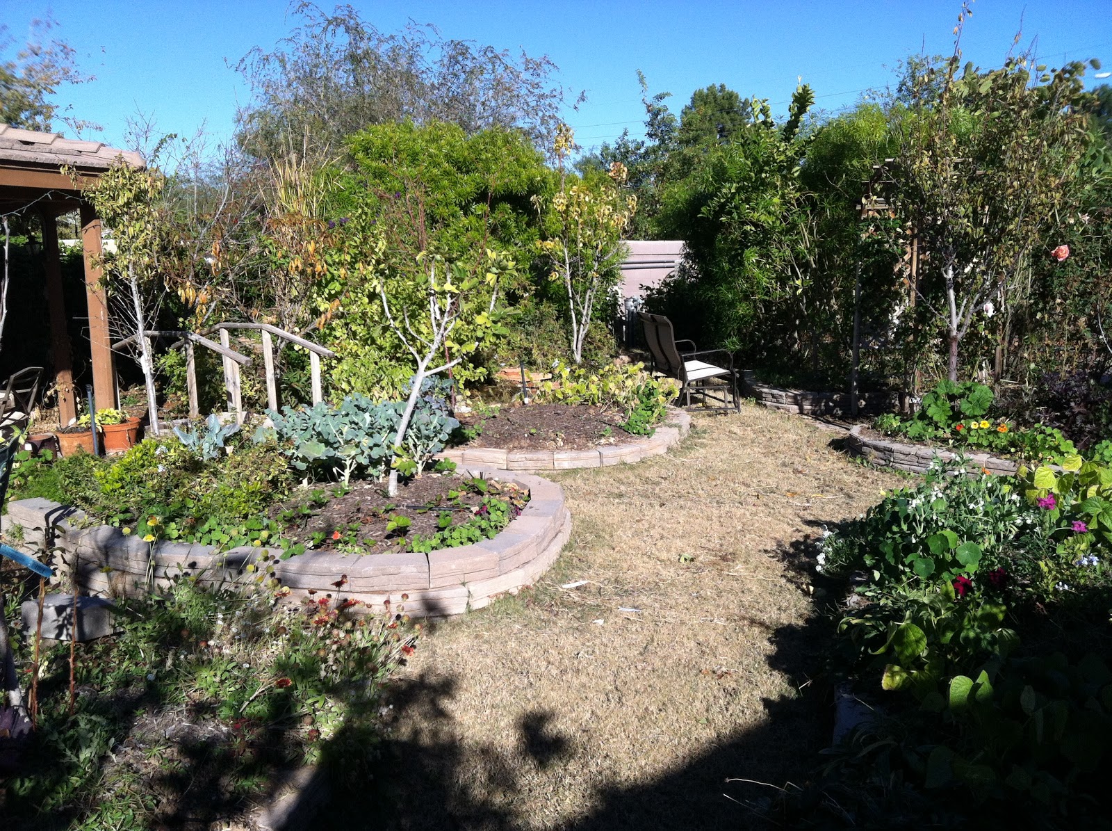 Arizona Backyard Eden: December 2012