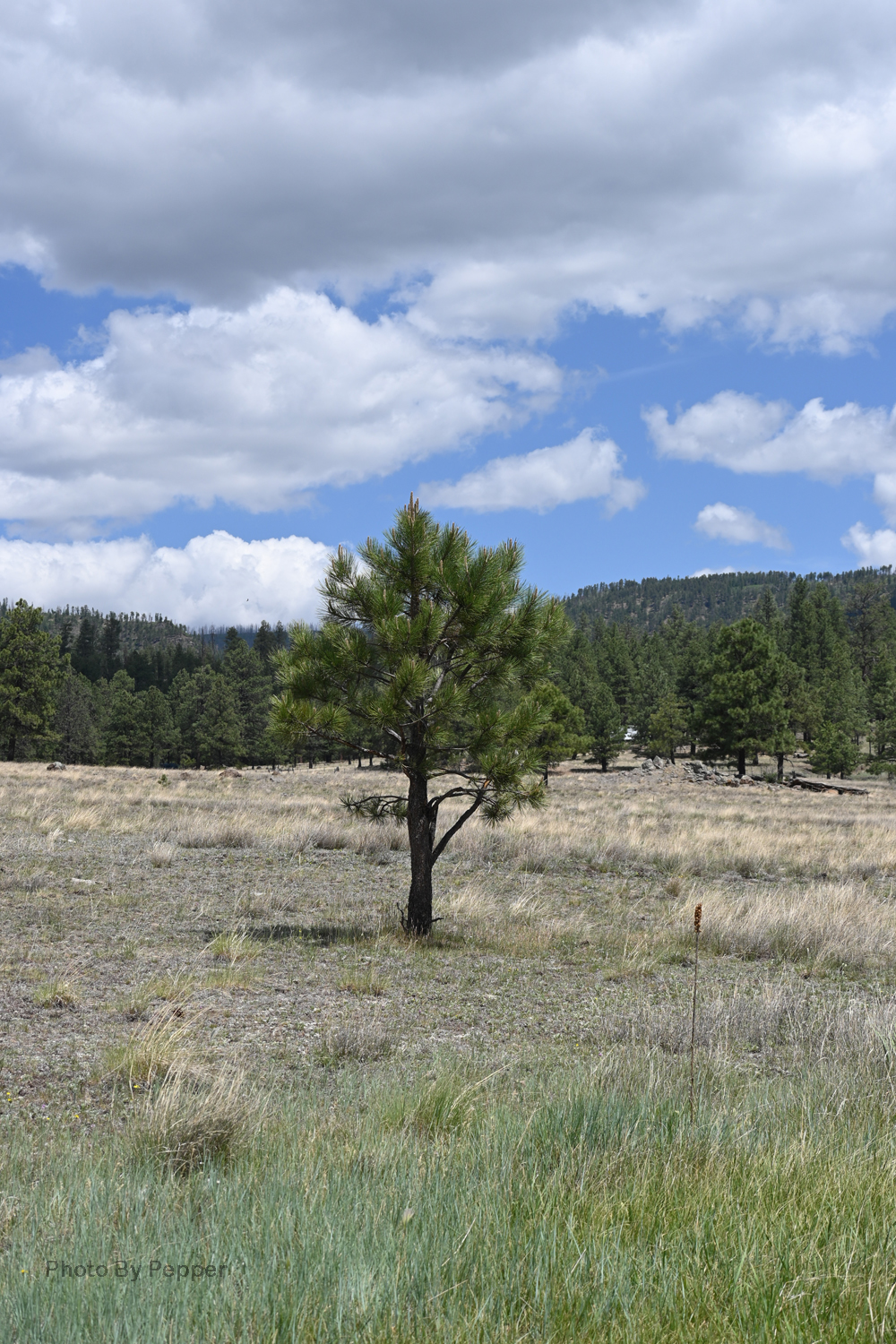 Little House on Wheels Luna Lake Campground, Alpine AZ