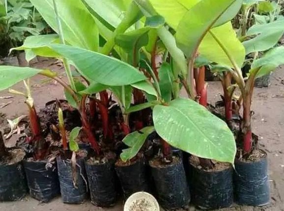 pohon pisang merah jaminan valid Losari