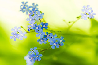 myosotis-o-nomeolvides