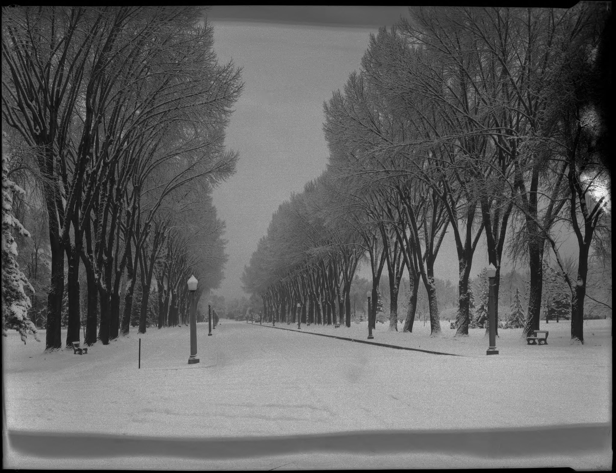 Rachel's SLC History Heritage Trees in Liberty Park