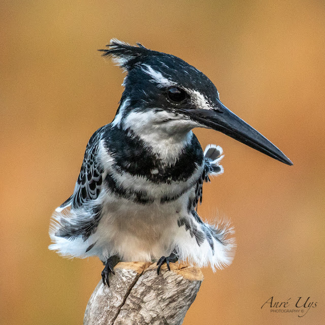 Pied Kingfisher holding on tightly during a strong South Easter wind Intaka Island