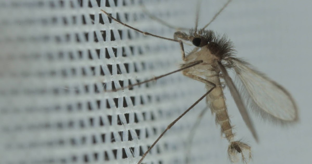O doce controle do mosquitopalha O doce controle do mosquitopalha