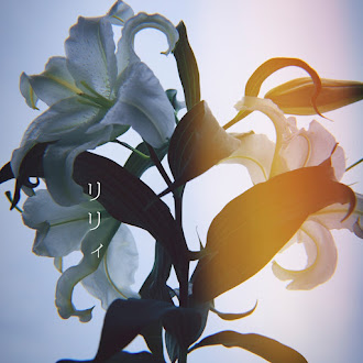 [Lirik+Terjemahan] Centimillimental - Lily (Bunga Lili)