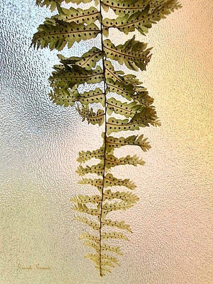 Felce - Nephrolepis exaltata