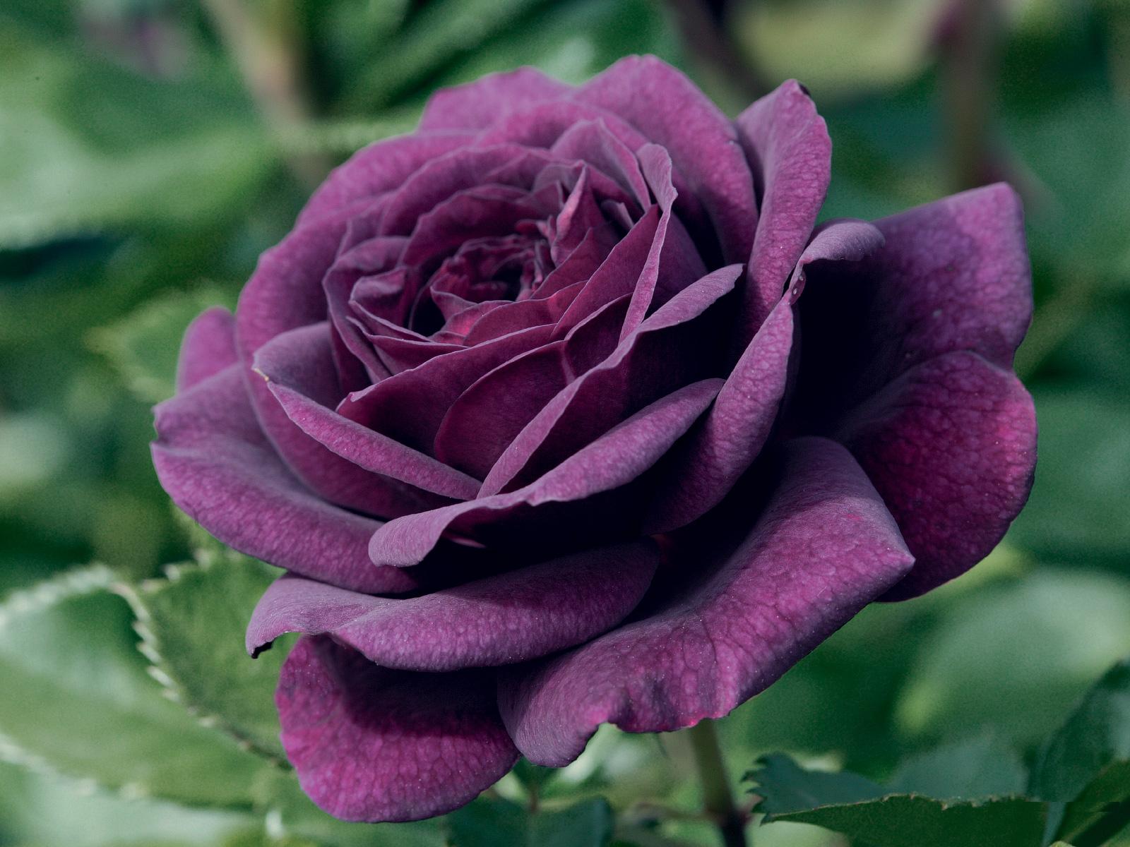 Meucuca: Purple Rose Flower