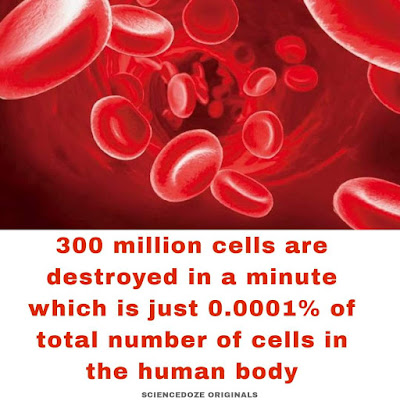 Human cell facts