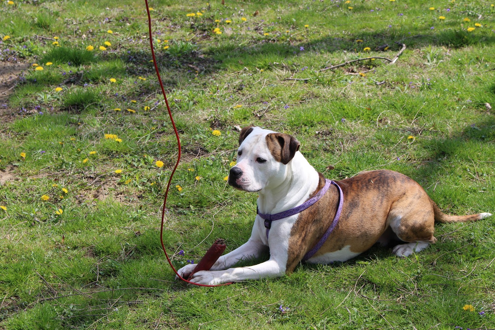 Rebel Reviewer Lupine Pet Step in Harness