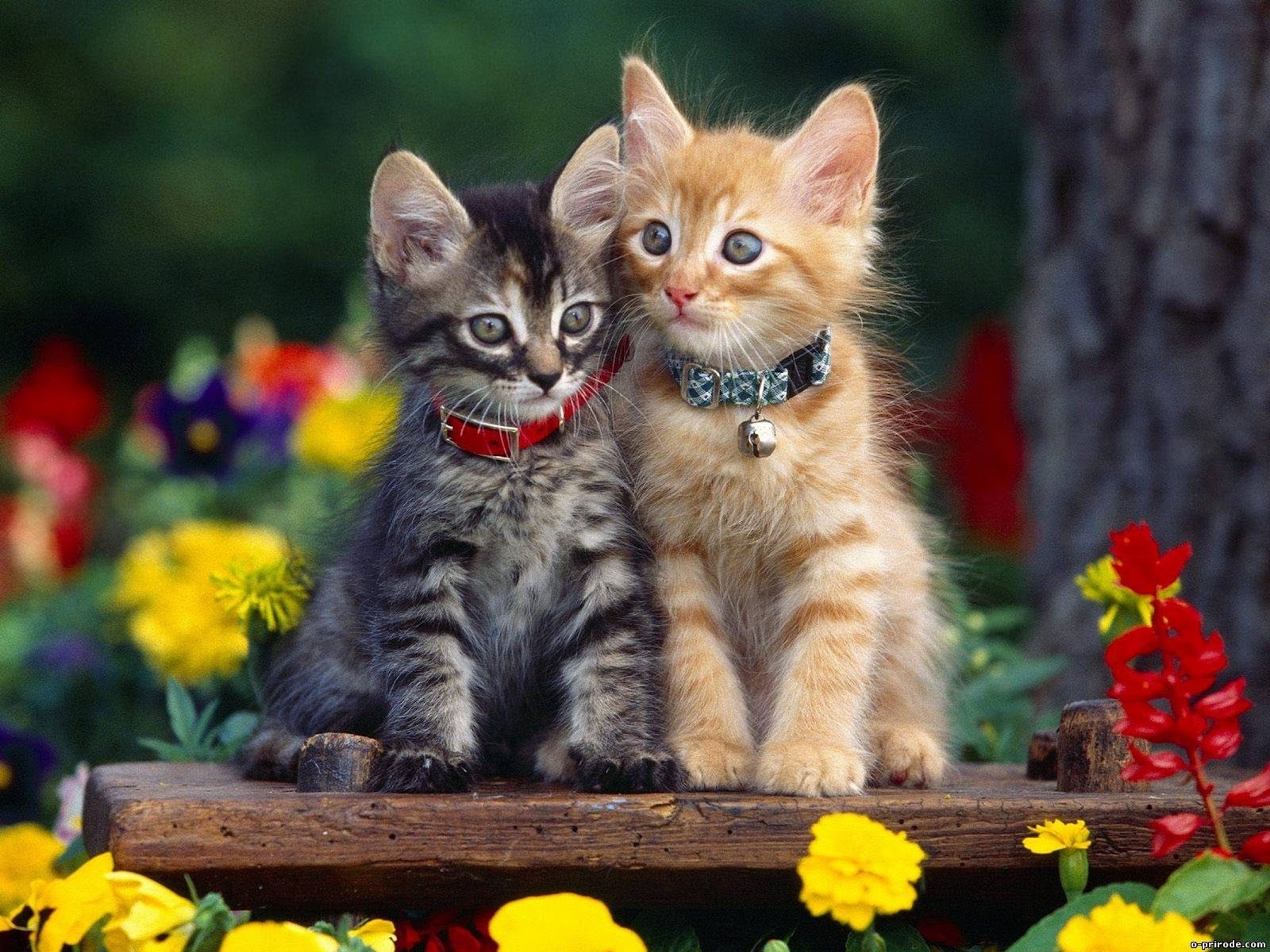 awiasih 10 Gambar  Wallpaper Kucing manis  dan imut cute 