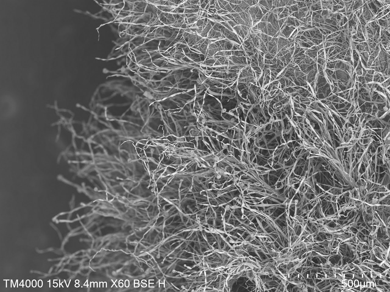 SEM Images of Koji the Magic Umami Source