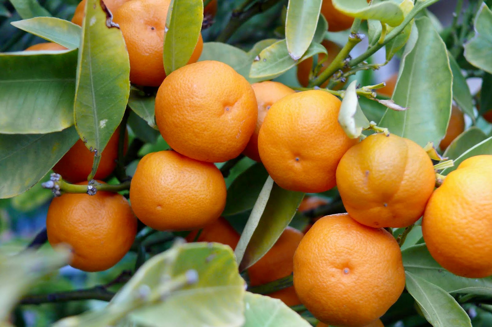 Get The Food Garden Group Fruit Citrus In Tasmania For Android Free Get Wallpaper The Food Garden Group Fruit Citrus In Tasmania Desktop Wallpaper Free