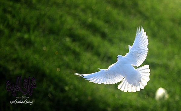 صور عصافير خلفيات عصافير مختلفة الأشكال ومتنوعة جميلة جدا موقع حصرى