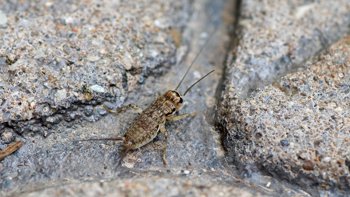 MObugs Japanese Burrowing Cricket