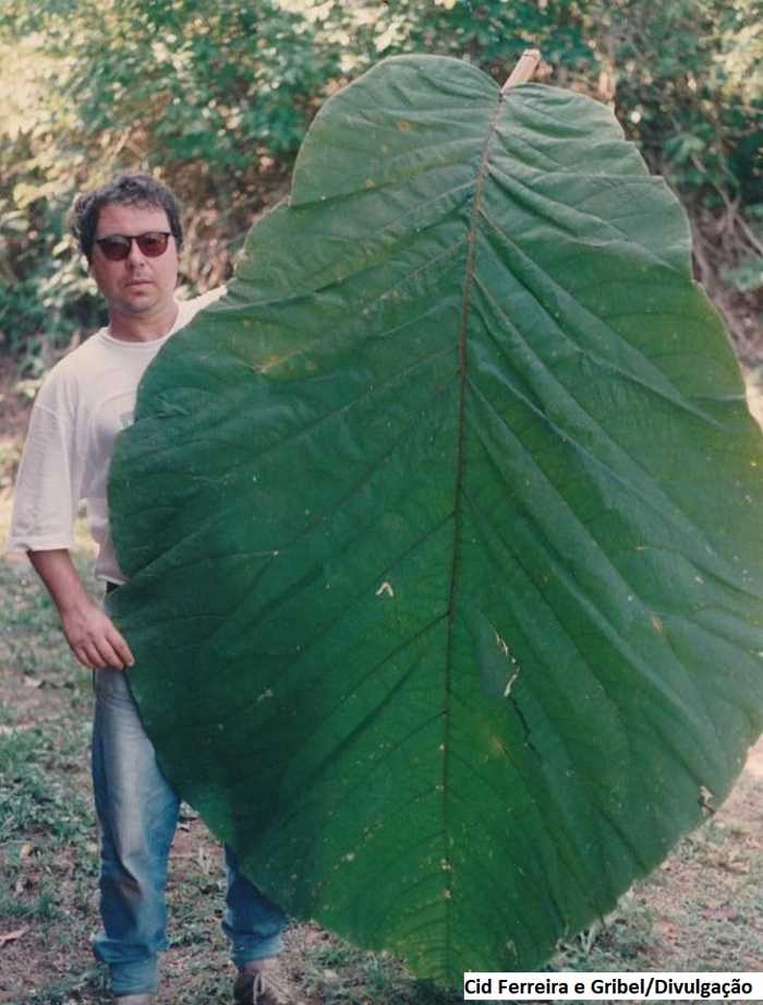 Cientistas brasileiros descrevem planta com a maior folha do mundo -  Natureza e Conservação