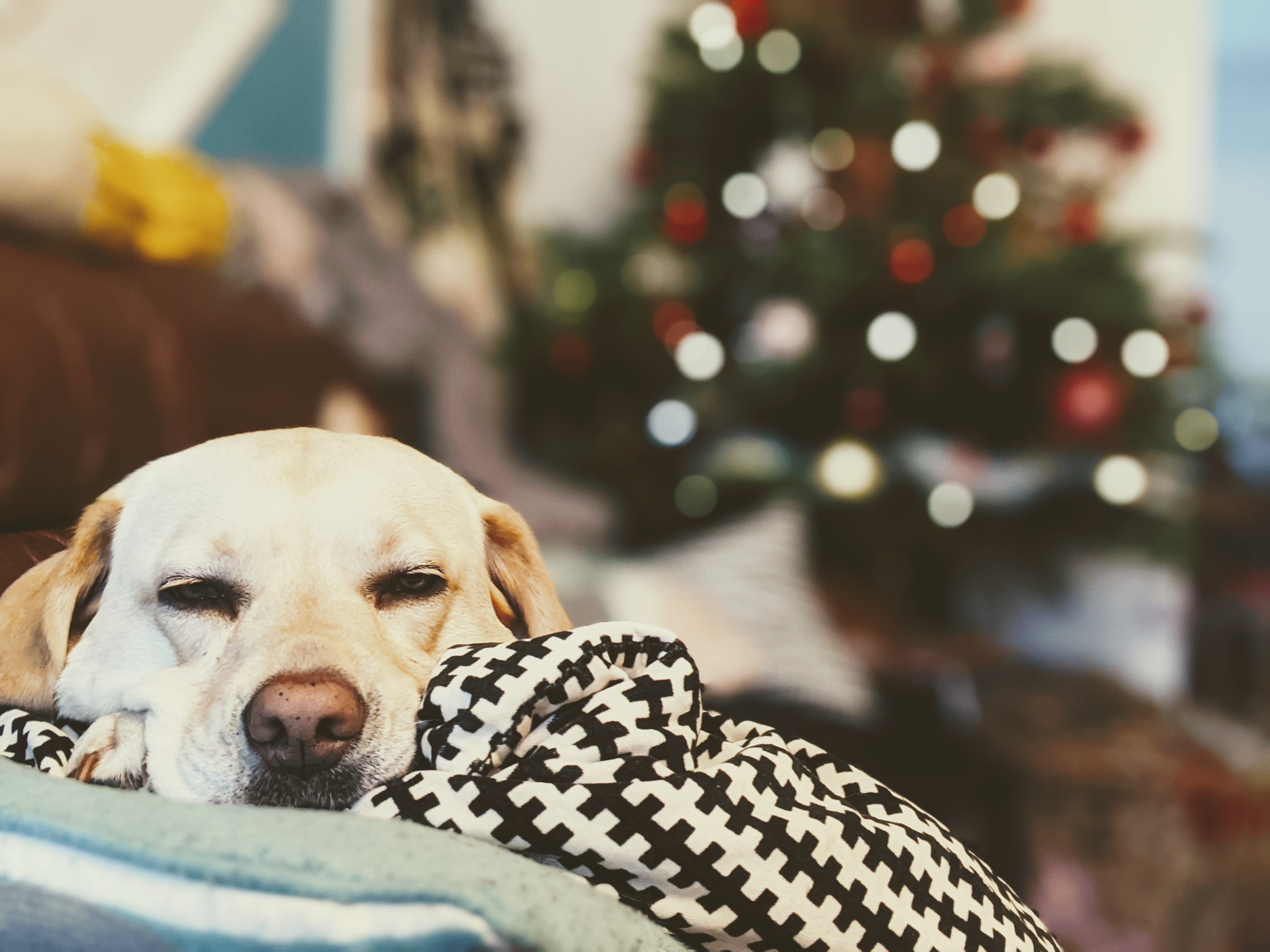 Scully's Christmas face