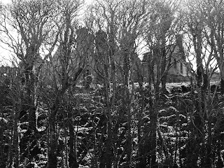 The skeletal remains of Seacliff House half hidden by the trees as seen from Seacliff Beach.  Photo by Kevin Nosferatu for the Skulferatu Project.