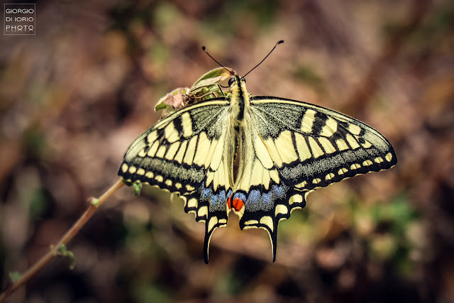 Macaone, Papilio Machaon, farfalla, butterfly, foto Ischia, Natura Ischia, Isola d' Ischia, Crisalide, bruco, livrea colorata, farfalla più grande del mondo, 