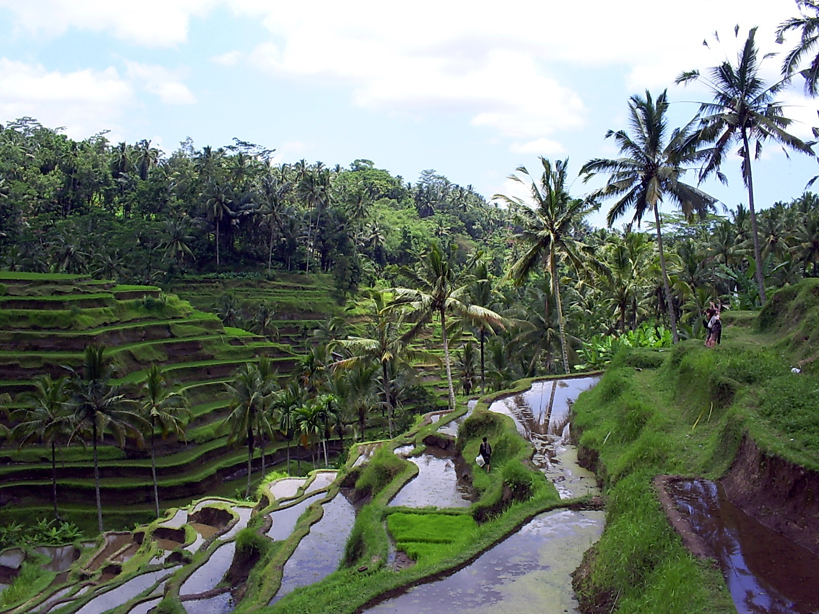 Desa Ubud, Bali ONE WITH NATURE