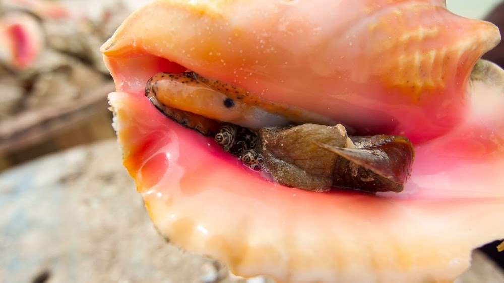 Conch Island — A Huge Cemetery of Millions of Conch Shells