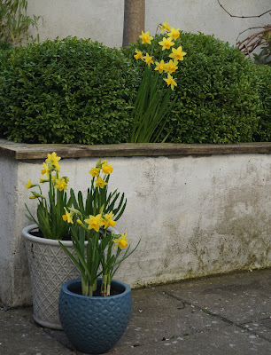 tete-a-tetes in the back garden - Carrie Gault