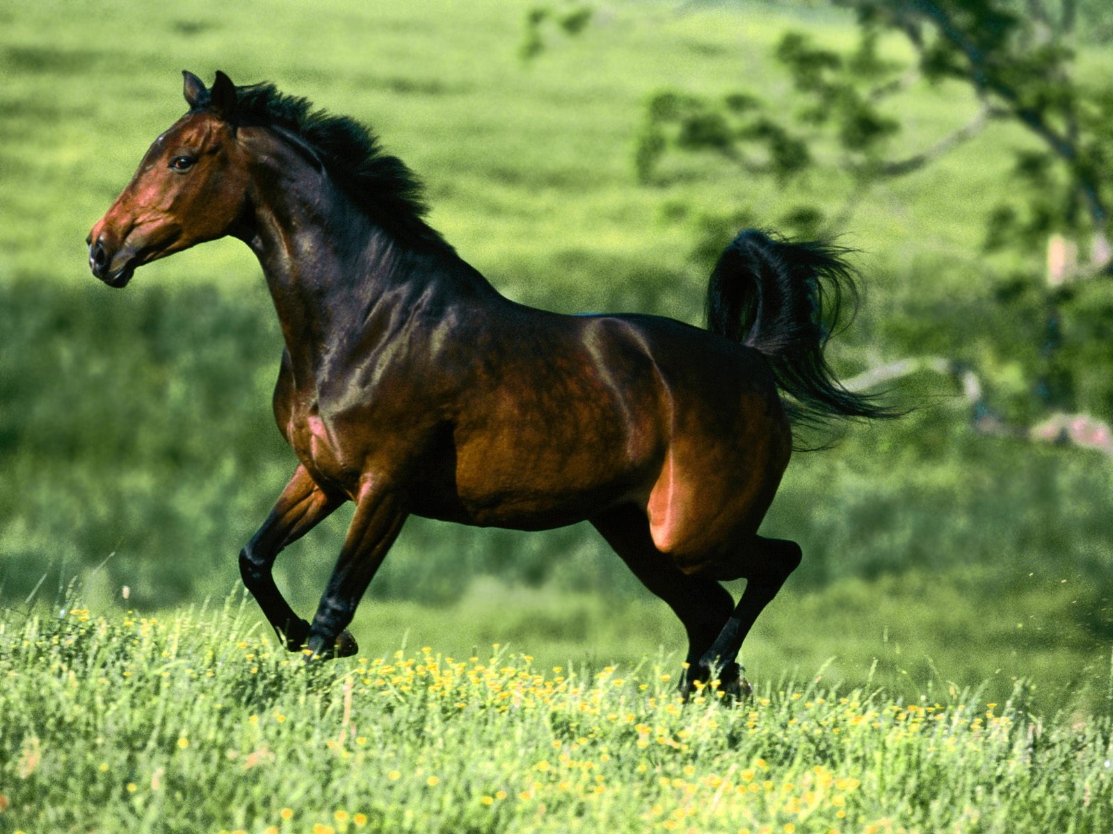 Imagen de caballo SALVAJE Imagui Imagen de caballo SALVAJE Imagui