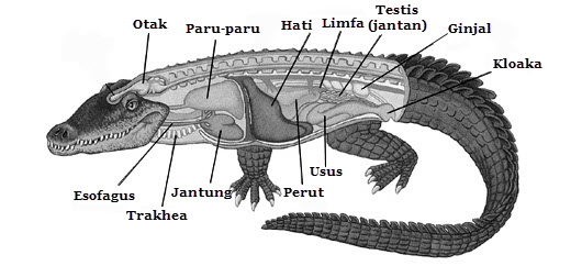 Ular merupakan hewan golongan reptil, bernapas dengan