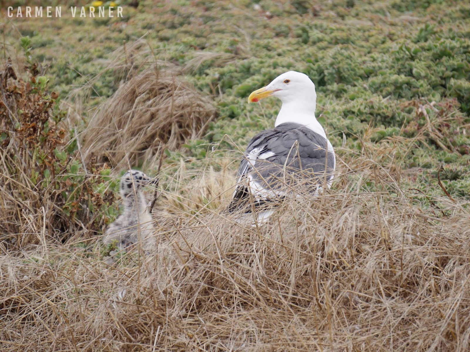 Animals on Anacapa Island: Western Gulls, Pelicans, Island Fox