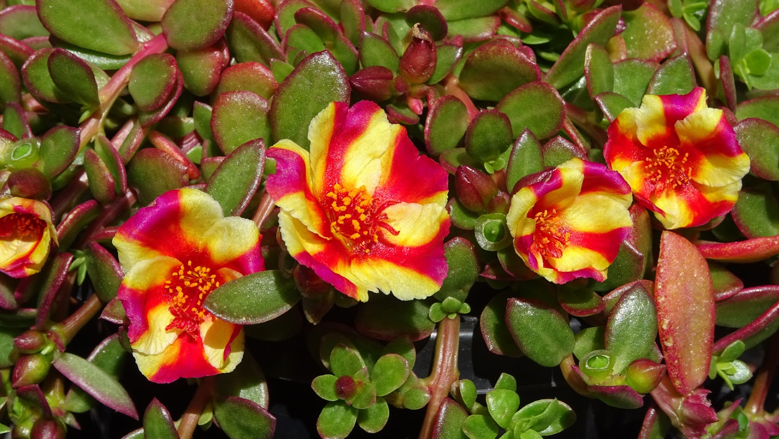 NixPages WINGPOD PURSLANE